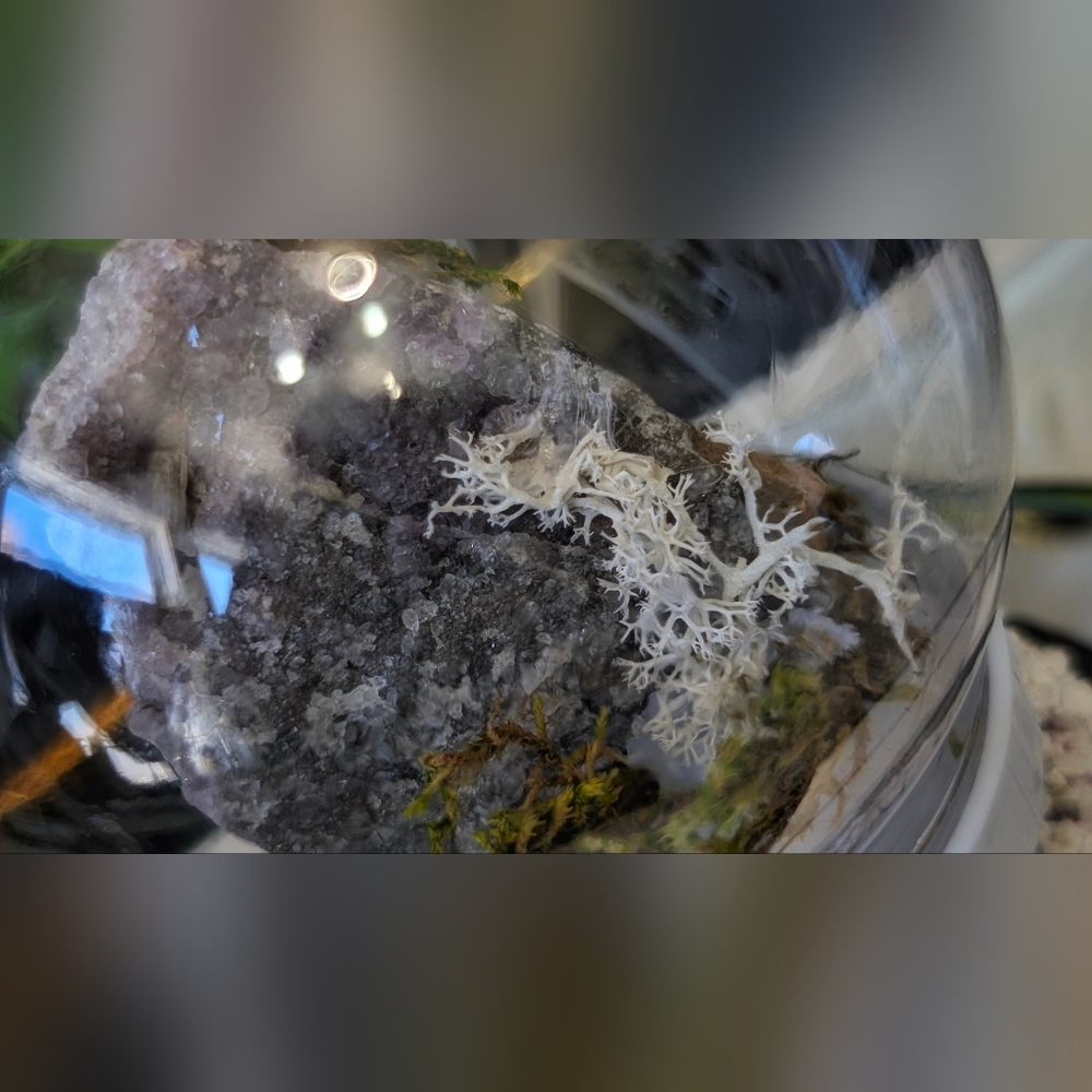 Plastic Moss Dome w/ Thunder Bay Amethyst - Picture 2 of 9